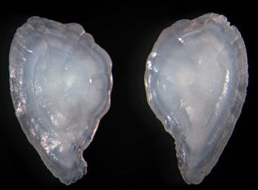 Otolith,  or "ear bone," of trout