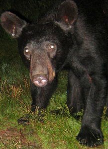 Black bear at night.