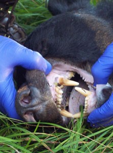 Researcher checking bear health.