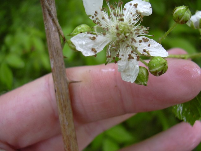 Close-up of bramble thorn and flower.
