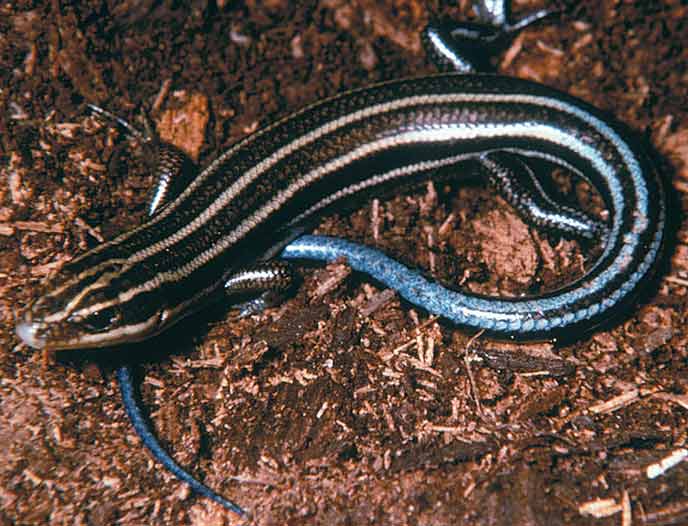 Reptiles - Great Smoky Mountains National Park (U.S. National Park Service)