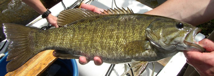 small mouth bass