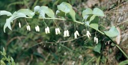 Smooth Solomon's Seal