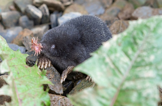 A small mole sitting.