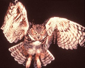 Great Horned Owl