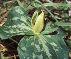 lt= Yellow Trillium Wildflower