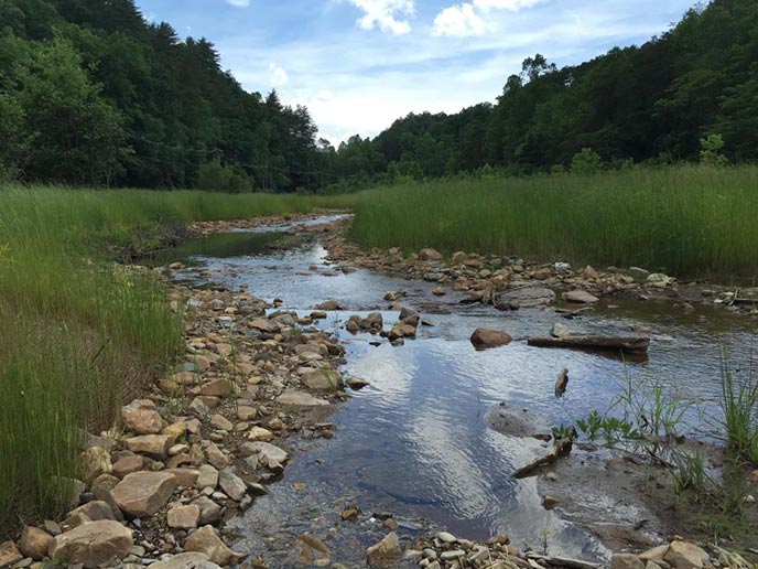 A shallow stream meanders through a grassy meadow. The stream banks are lined with rocks.