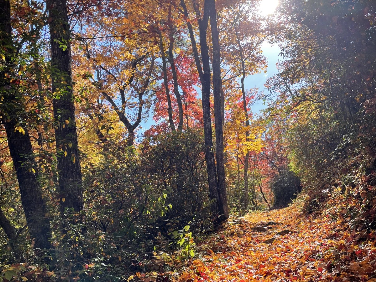 10.26.2023_Kenzie Connor_Fall on Madron Bald A trail covered in fall leaves, and surrounded by fall foliage on trees.