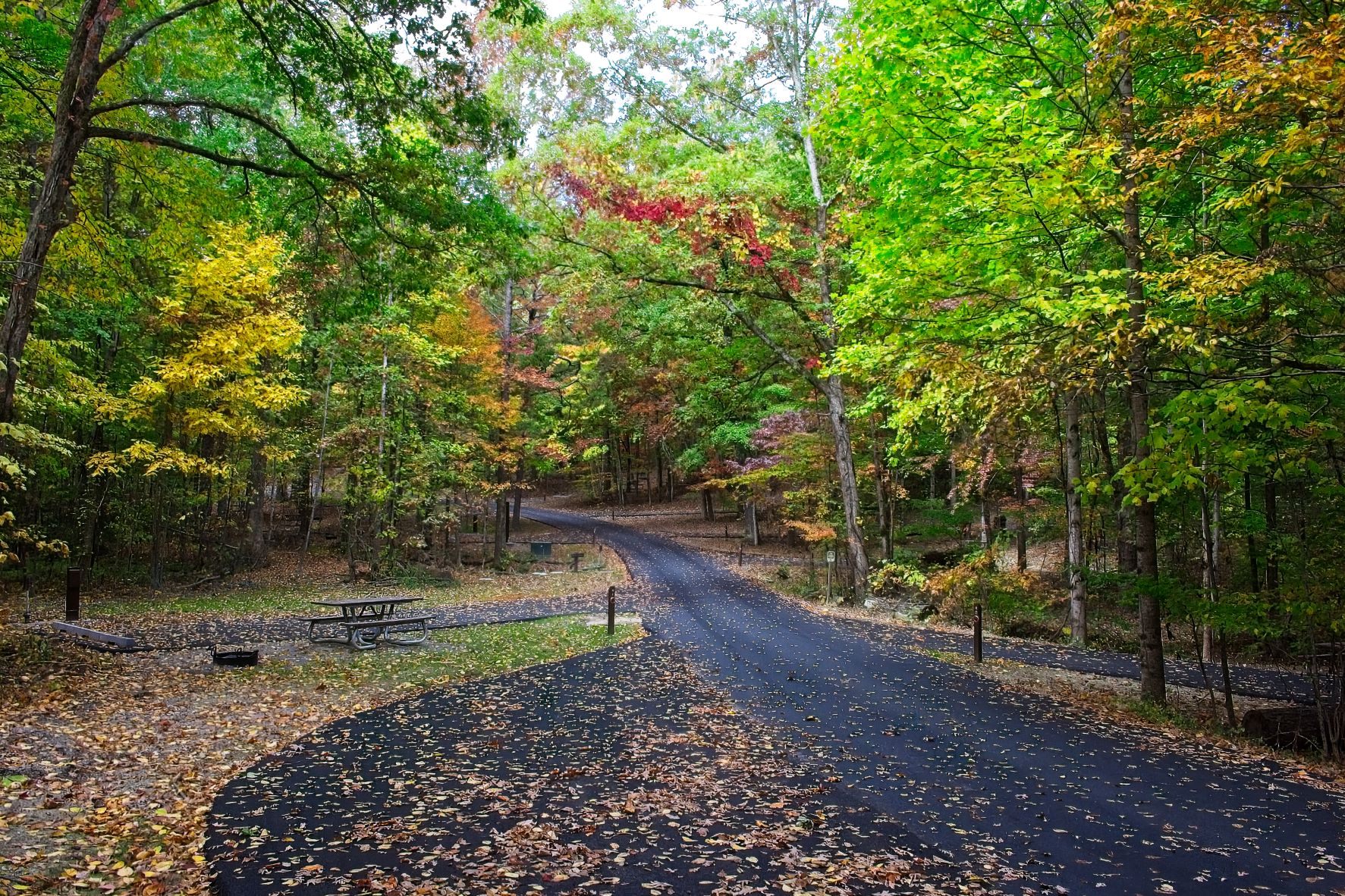 A campground road with individual sites visible surrounded by trees beginning to turn yellow, red, and orange for fall. Fallen leaves sprinkle the ground.