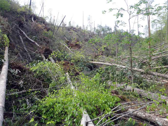 Uprooted trees littler the ground along a tornado's path in the western end of the park.