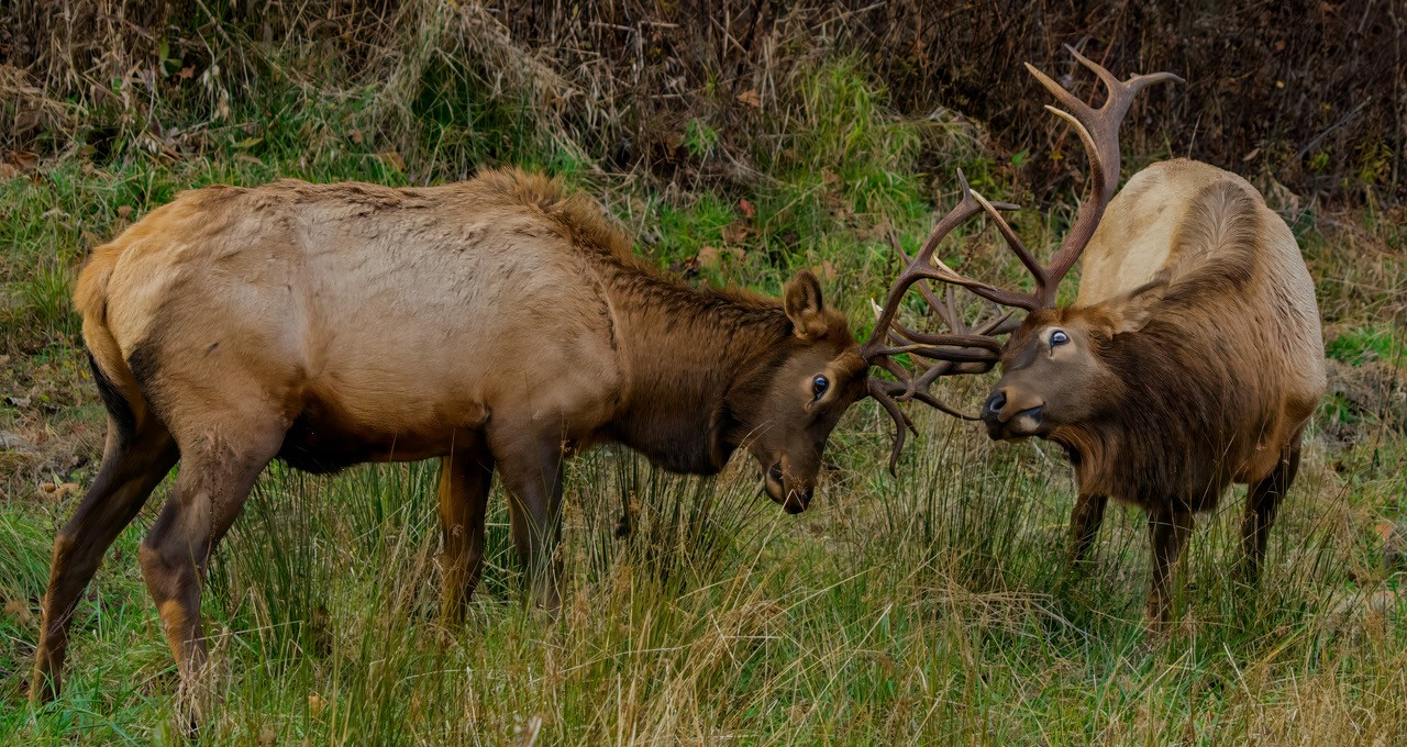 Two bull elk, using their antlers against one another.