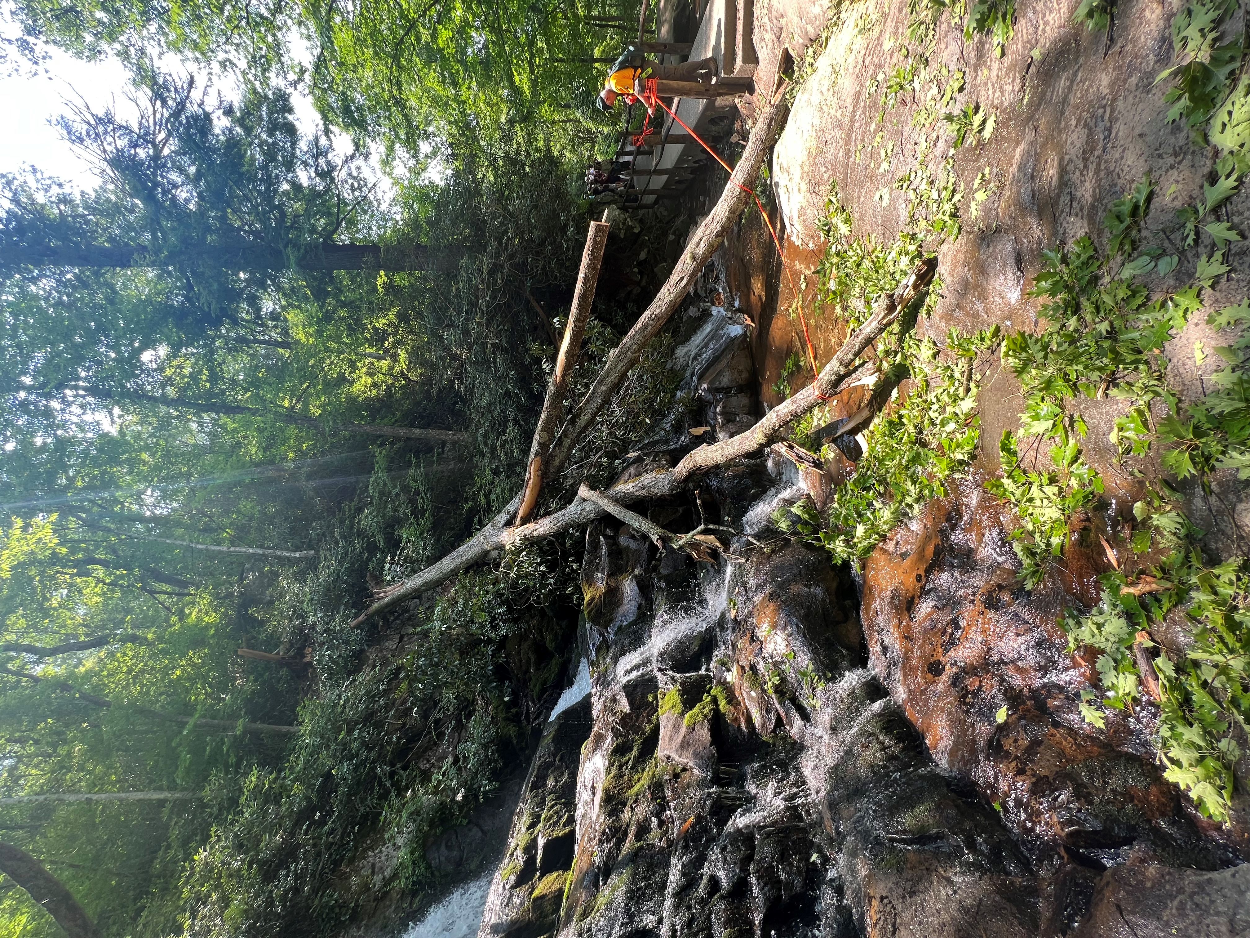 A fallen tree laying on a slope beside a waterfall. A park official stands nearby measuring the tree. Green trees and rocks frame the scene.
