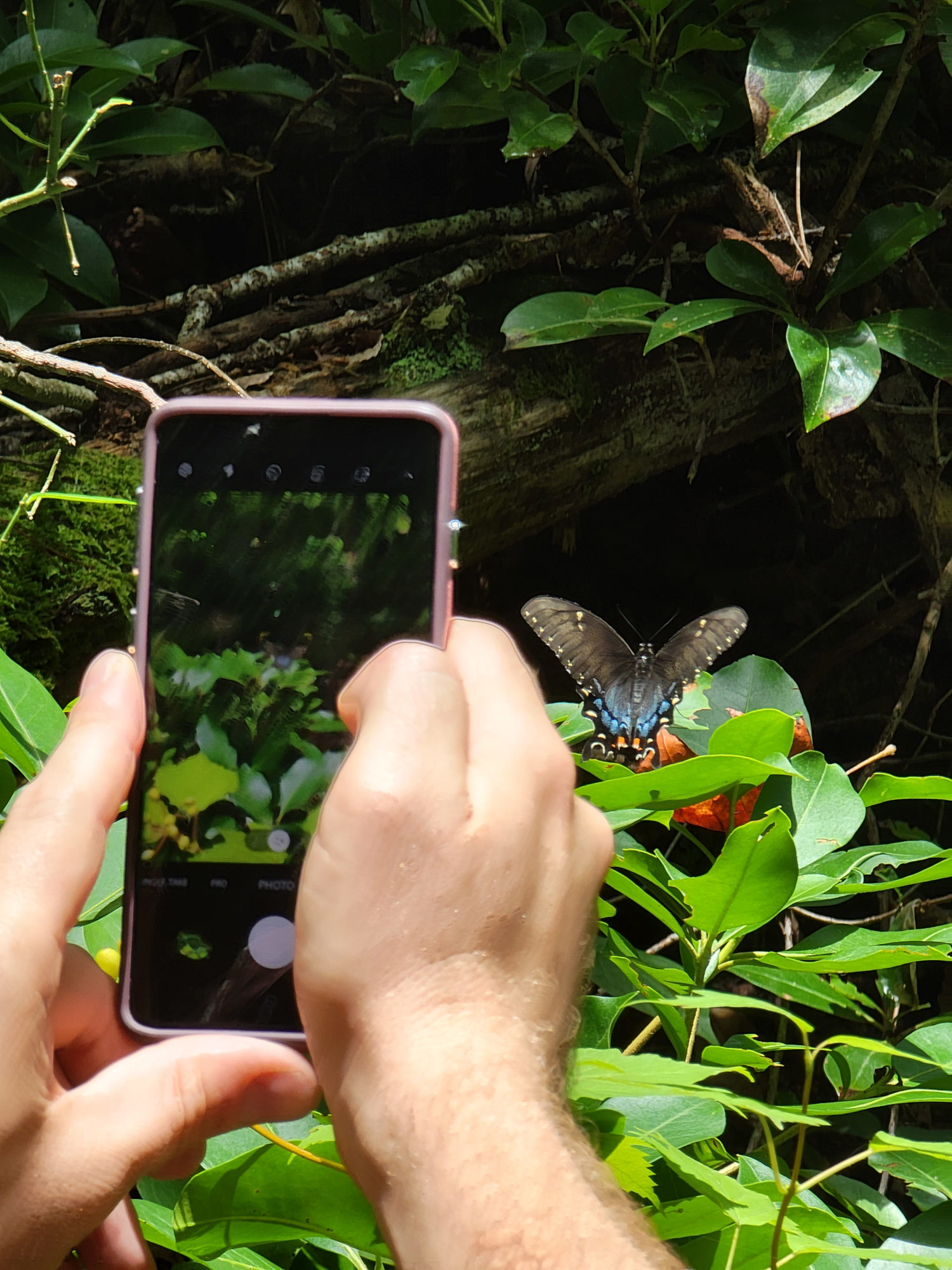 iNaturalist user snaps butterfly picture A person's hands holding a phone camera to take a picture of a blue and black butterfly seen amongst green leaves and a log