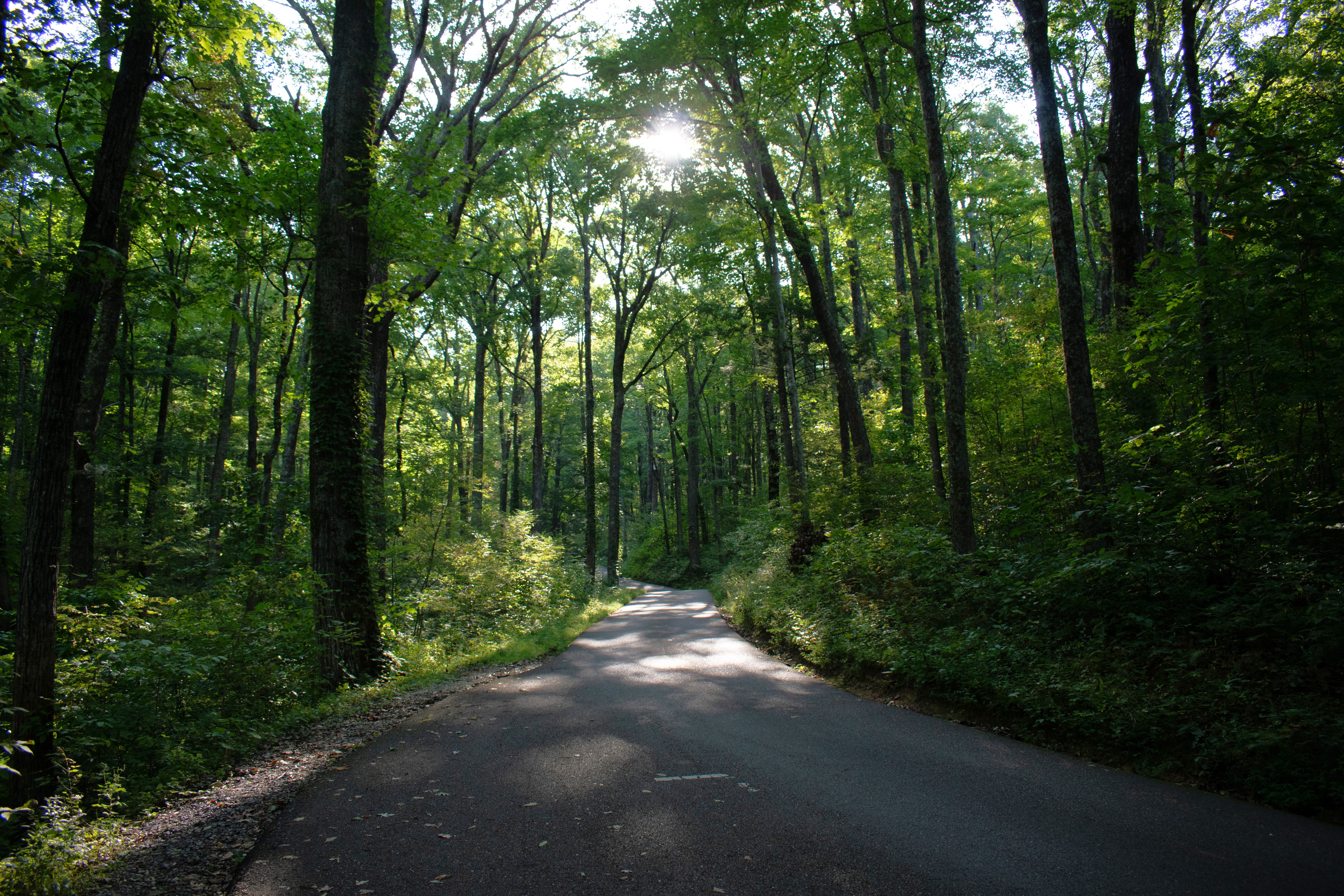 A winding mountain road under tall trees, with the sun shining through the leaves. There is tall grass on the sides of the road.