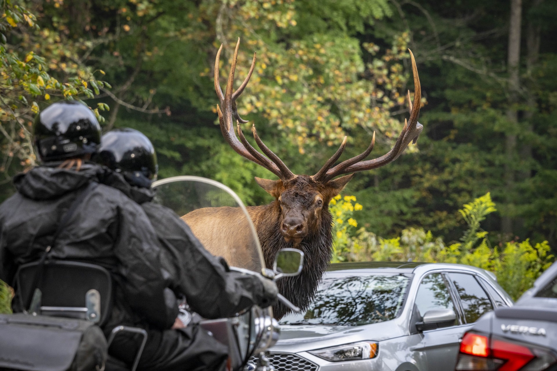 A bull elk stands in congested traffic, looking at a motorcycle with two riders.