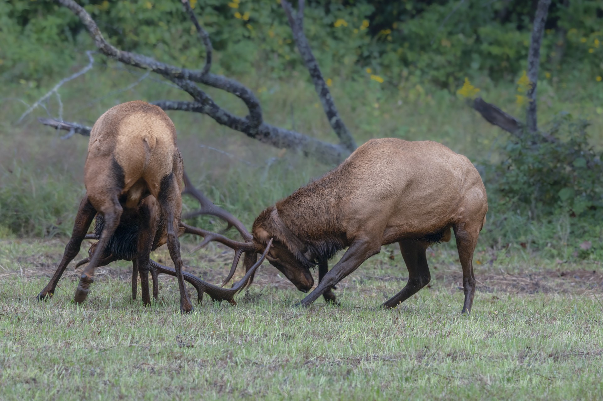 Two bull elk spar with their antlers in a field.