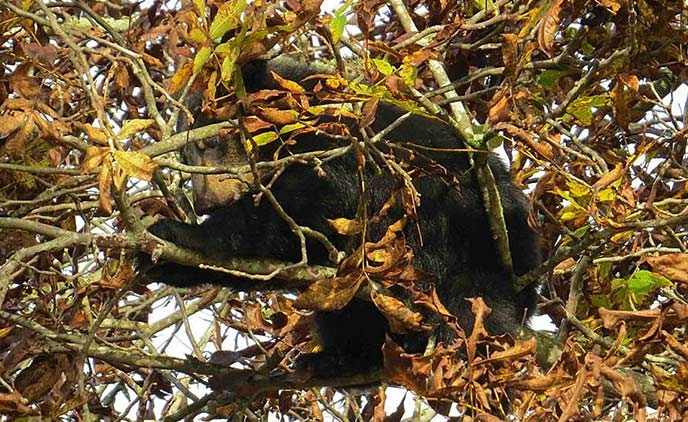 Bear feeding in a hickory tree