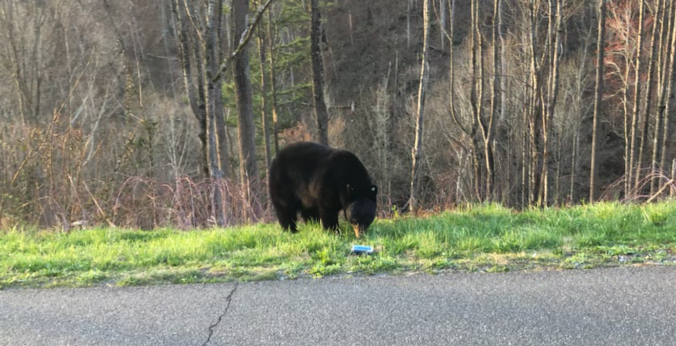 Black bear sniffing beverage can on roadside.