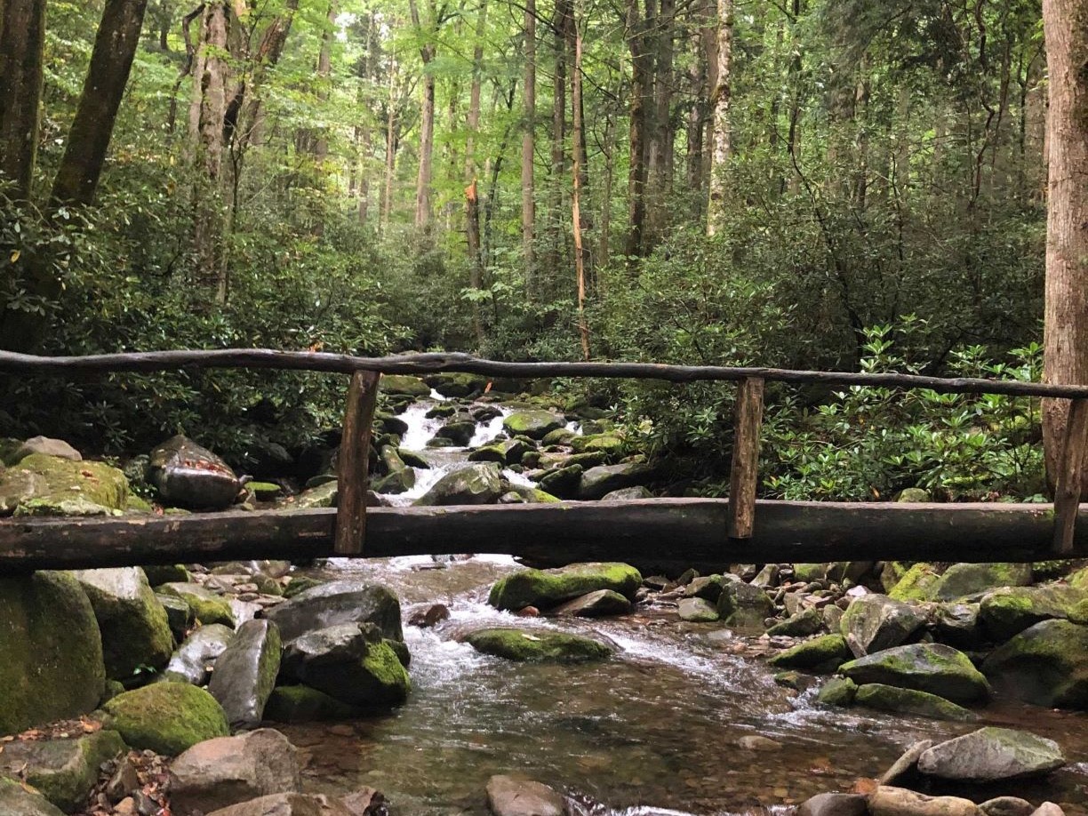 Bridge over stream in forest.