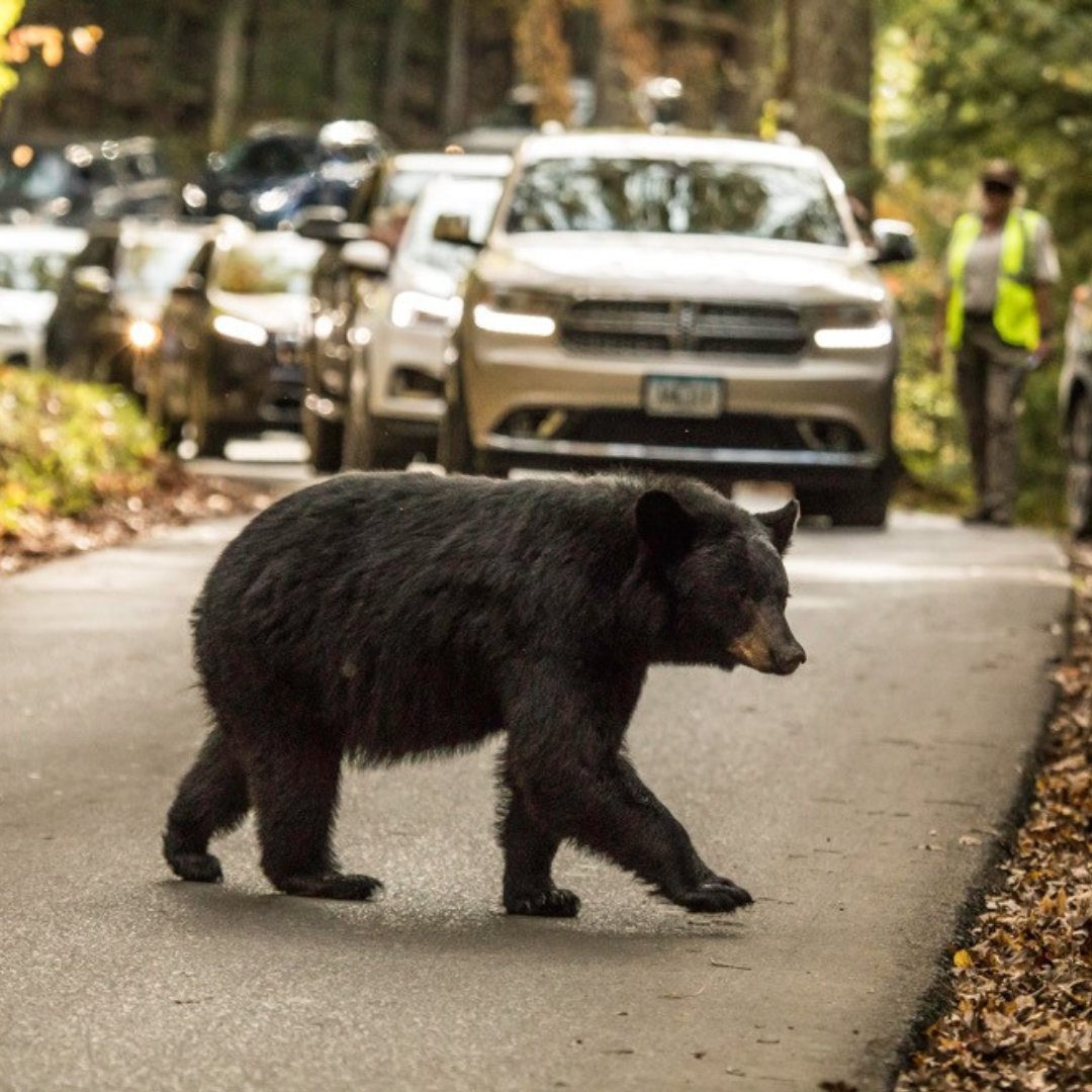 A black bear on a roadway with cars behind it.
