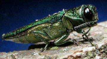 Emerald Ash Borer. Photo by David Cappaert