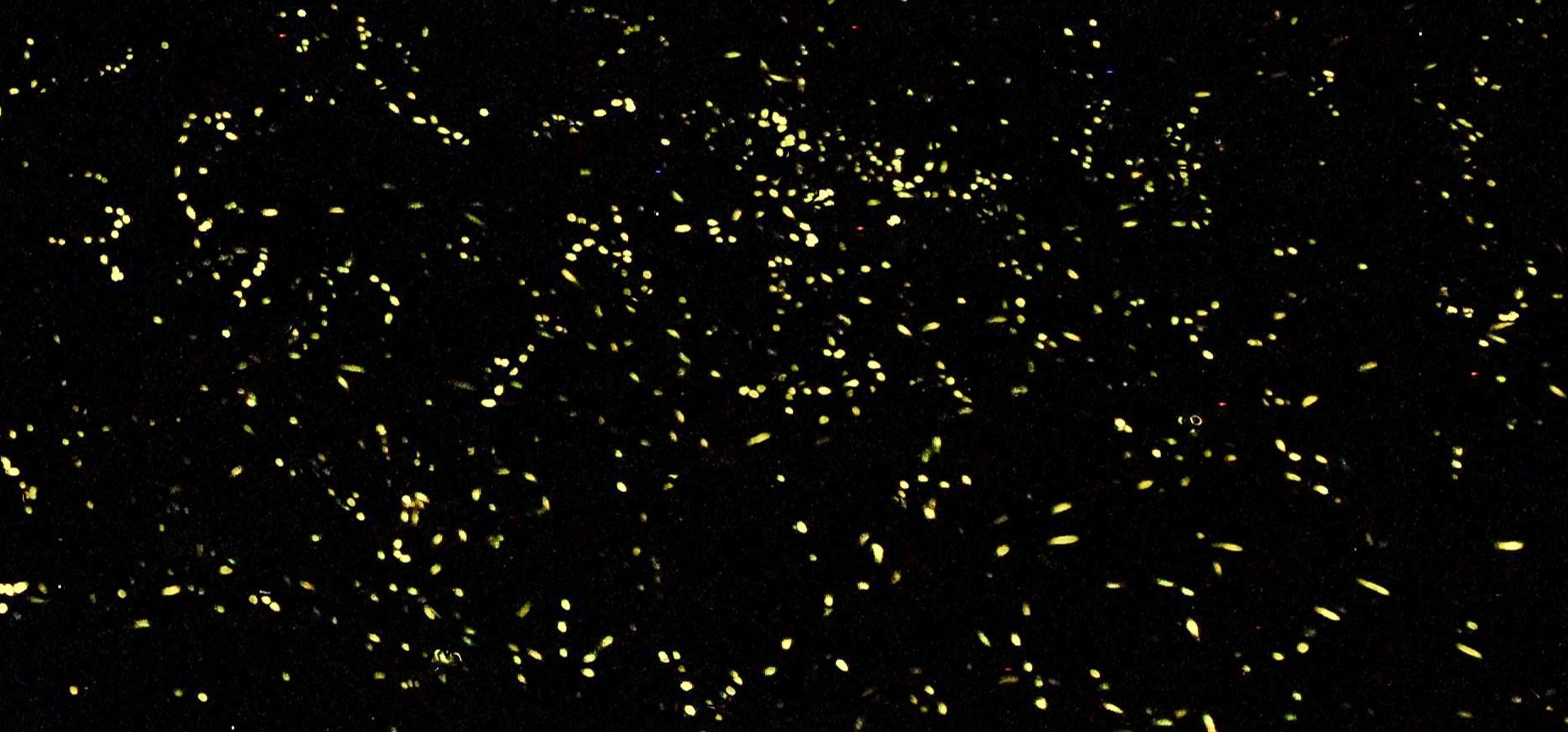 Numerous fireflies lighting up the dark.