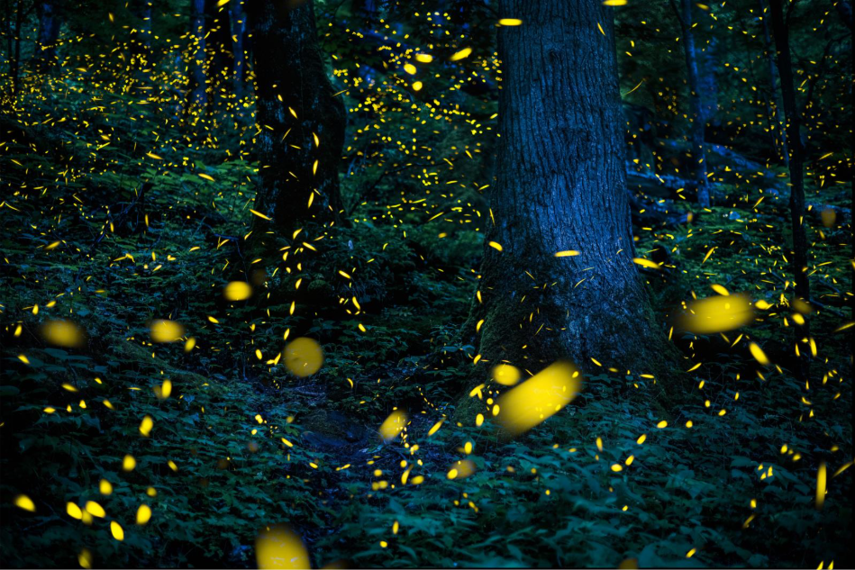 Long exposure of fireflies in Great Smoky Mountains National Park