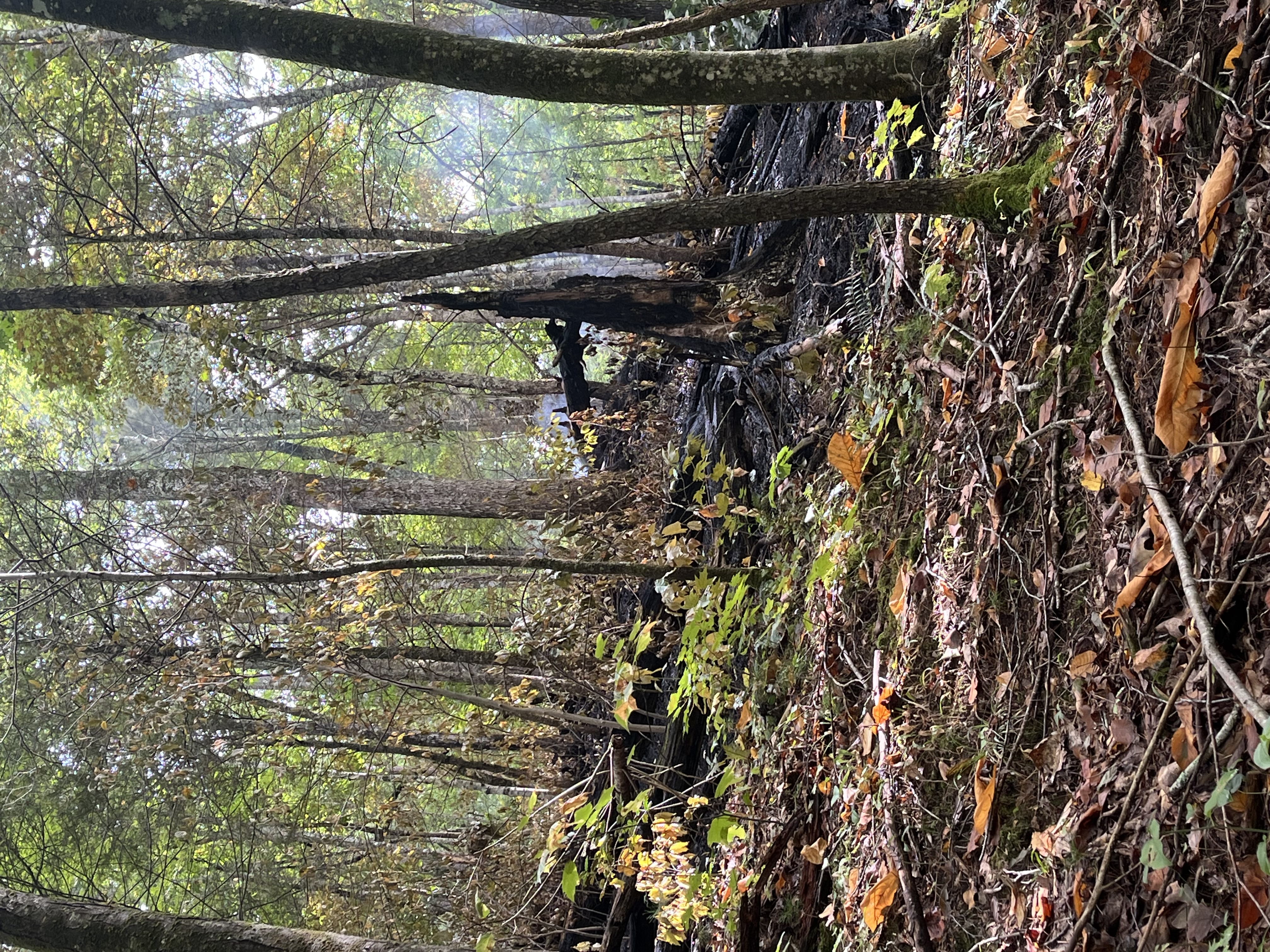 Flint Gap Fire line 9.19.24 Flint Gap Fire line. Some burned trees and plant material under trees with green leaves. Small plumes of smoke over part of the burned area.