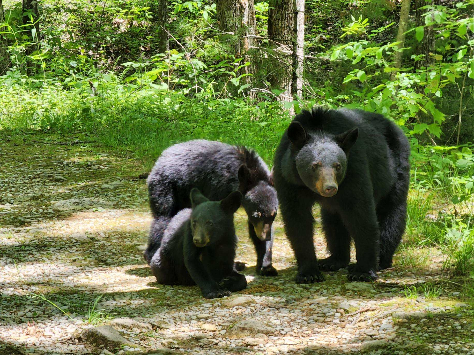 Taken in May of 2022, this photo shows 3 black bears in Great Smoky Mountains National Park that are eating dog food a person intentionally placed on the ground to attract bears