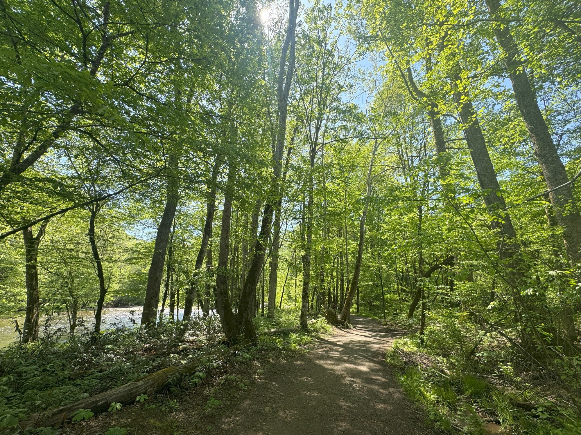 Image displaying a flat, gravel trail, trees and Oconaluftee River