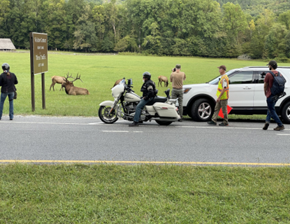 volunteer and visitors view elk