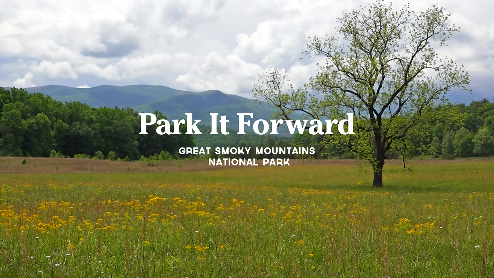 ParkitForward_Cades Cove_Jim Matheny photo Mountain meadow with wildflowers and a tree in the foreground with mountains in the background and the words Park it Forward, Great Smoky Mountains National Park centered on the image