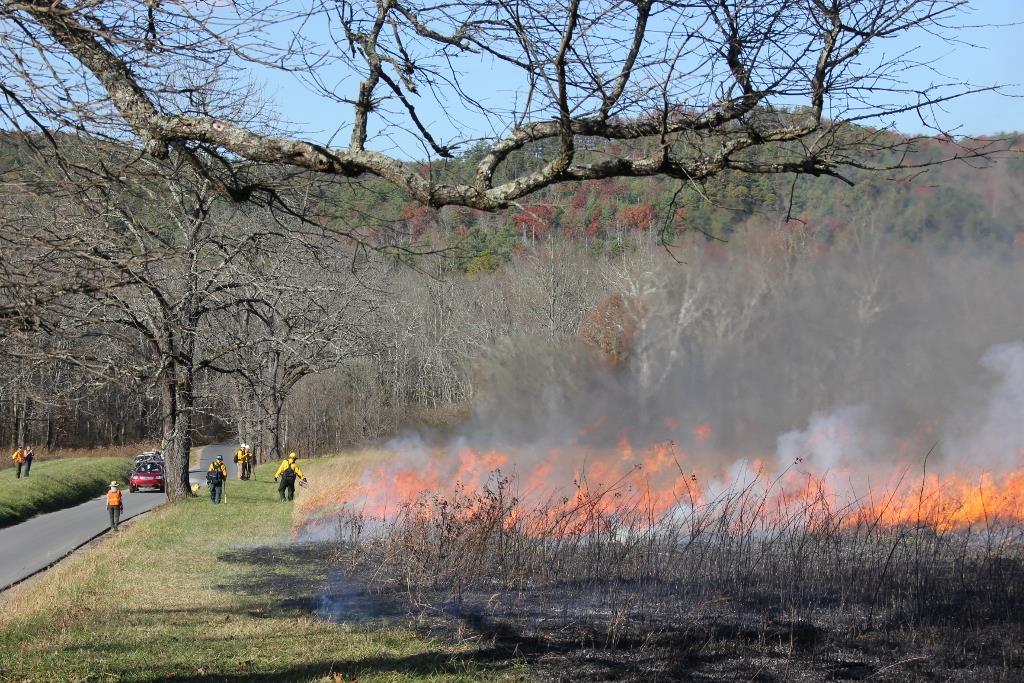 A prescribed fire burning in a field during late fall. Firefighters stand near it in the field and nearby road.