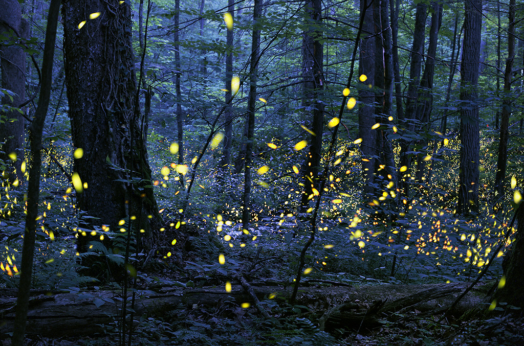 Yellow fireflies in blue forest.