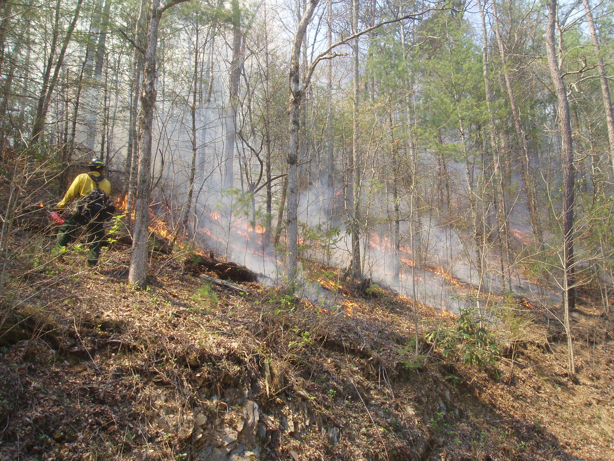 Wildland firefighter conducting prescribed burn on hillside of forest.
