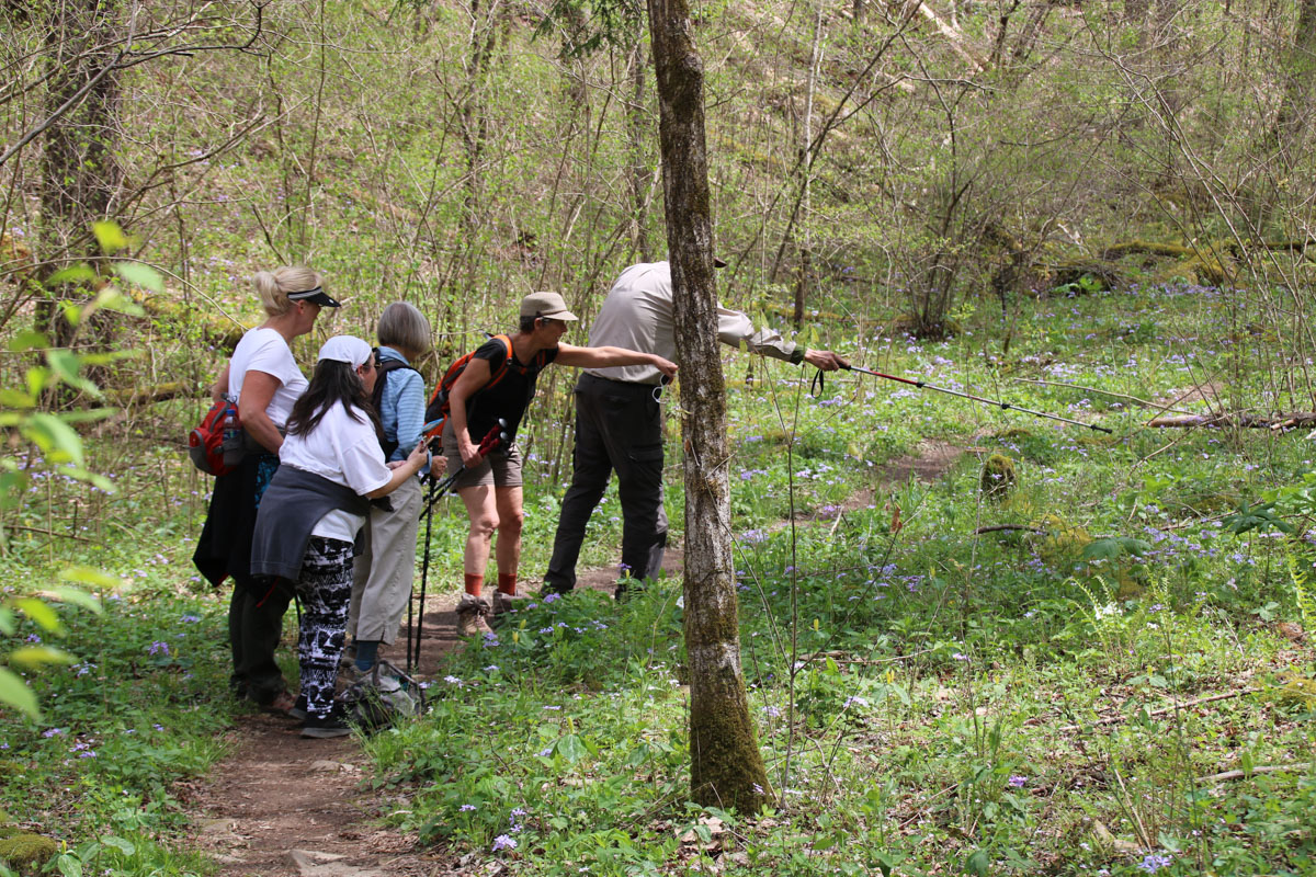 five people walk on a footpath among trees and wildflowers. They use hiking poles to point out wildflowers
