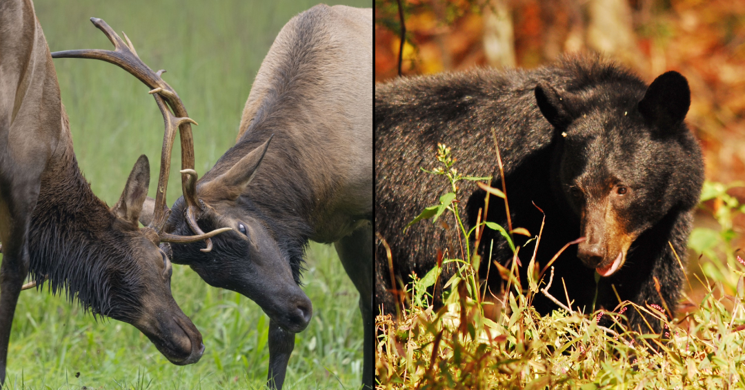 A collage of two photos. On the left: two bull elk clashing antlers. On the right: A black bear in a grassy area.