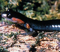 A red-cheeked salamander