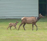 An elk cow leads her calf through a field in front of Palmer Chapel in Cataloochee Valley.