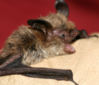 Northern Long-eared Bat Northern Long-eared Bat