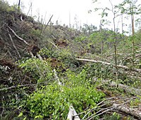 tornado damage in the park