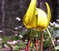 Trout lilies bloom in early spring in the park.