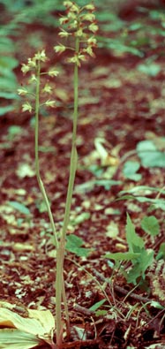 Adam and Eve Orchid
