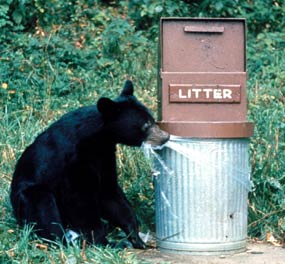 Garbage Kills Bears!