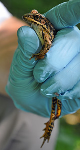 USGS researchers capture and swab frogs for chytrid fungus.