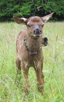 Elk calf with radio collar