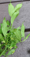 Non-native European Euonymus found at Newfound Gap.