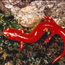 Salamander Capital of the World!