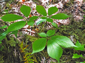 A replanted ginseng now thriving in the woods.