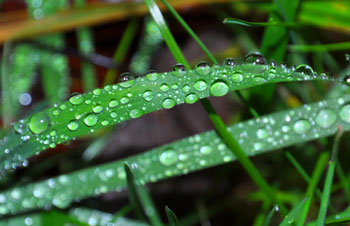 Rain drops on grass.